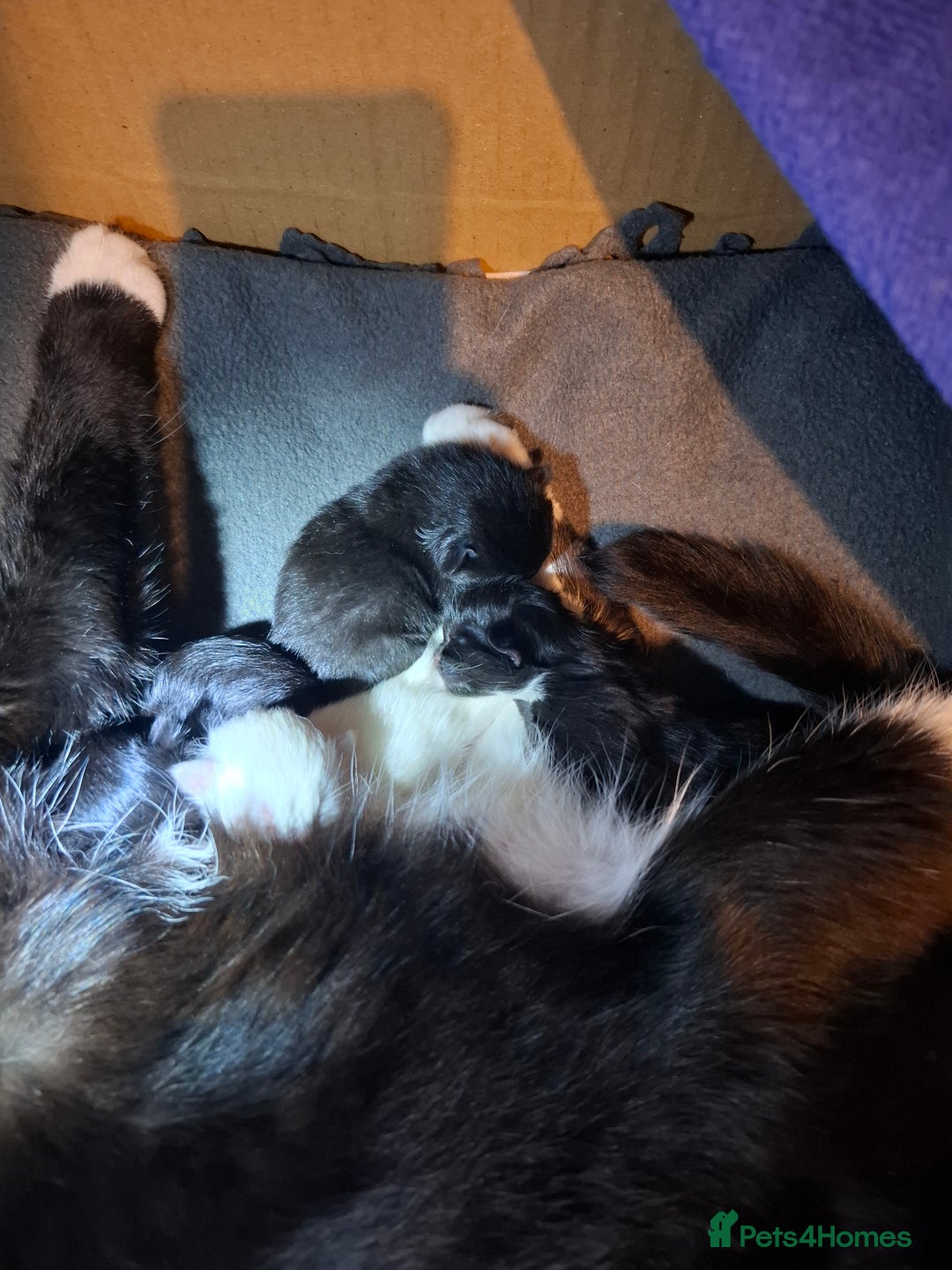 Mixed Breed cats for sale: Mixed bread  - Image 3