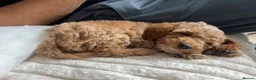 Cavapoo dogs for stud: ALBIE – F1B CAVAPOO STUD AVAILABLE  in Warrington - Advert 12