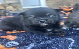 Pomchi dogs for sale: 3 pomchis looking for there forever homes 🐶 - Image 15