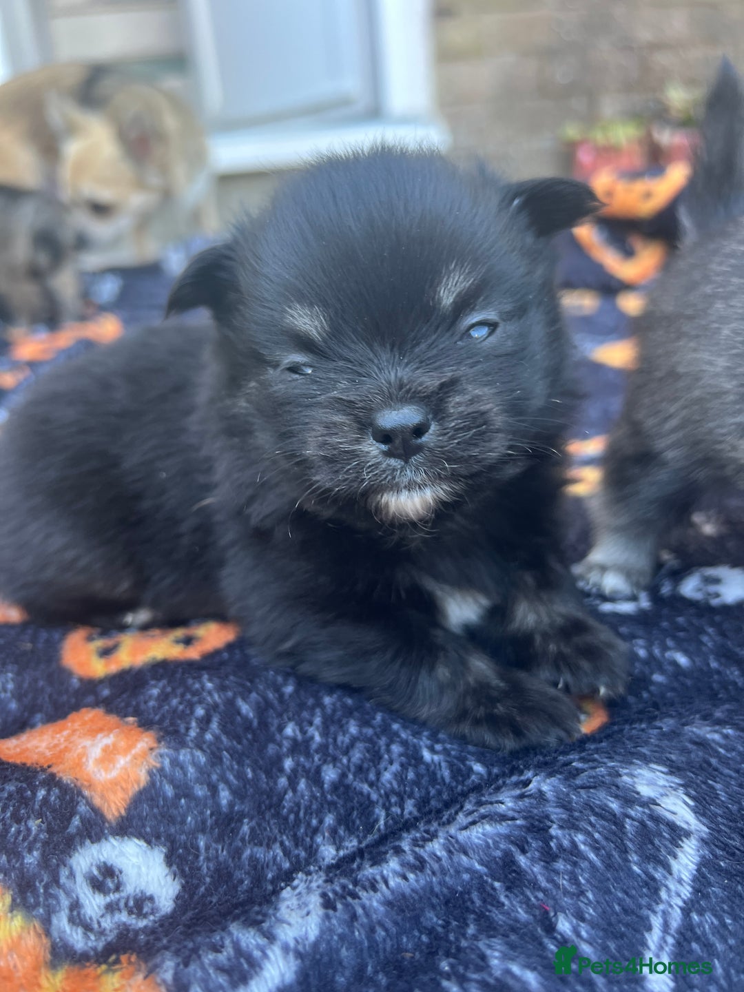 Pomchi dogs for sale: 3 pomchis looking for there forever homes 🐶 - Image 15