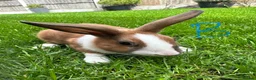 Dutch rabbits for sale: Dutch rabbits for sale  - Advert 7