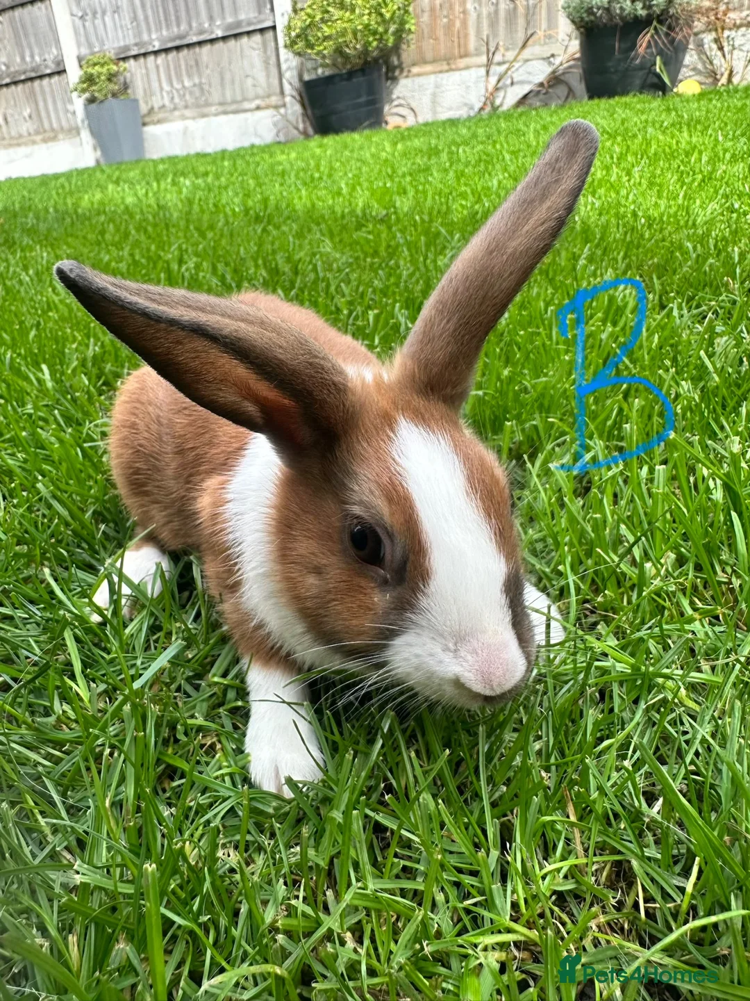 Dutch rabbits for sale: Dutch rabbits for sale  - Advert 7