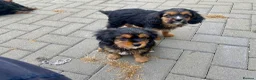 Mixed Breed dogs for sale: Cavalier x Biewer terrier  - Advert 7