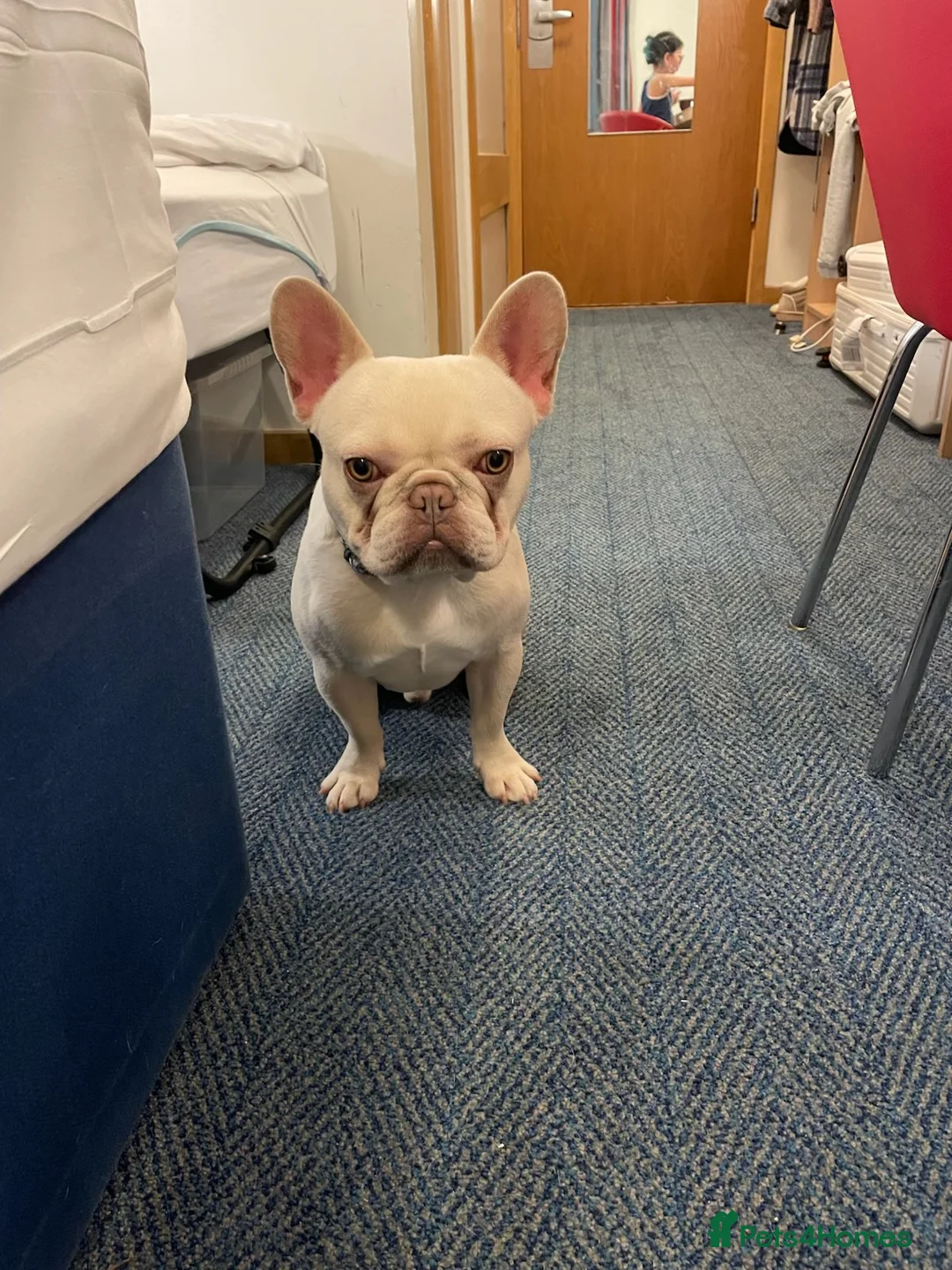 French Bulldog dogs for sale: Platinum French Bulldog - Advert 1