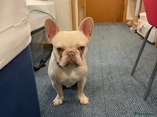 French Bulldog dogs Platinum French Bulldog - Advert 2