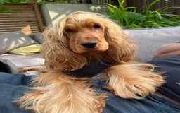 Cocker Spaniel dogs for sale: English Show Cocker Spaniel litter Waiting list  - Image 6