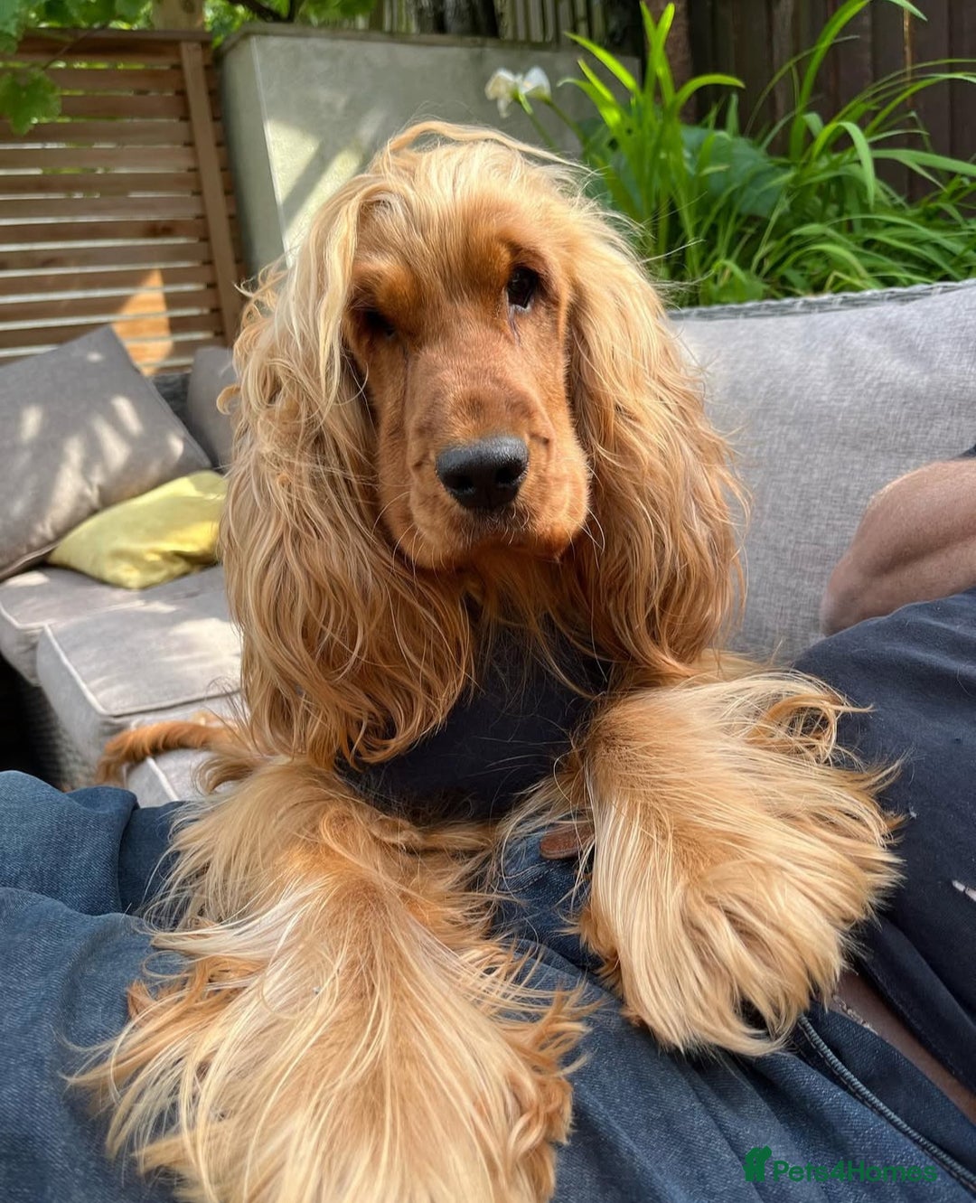 Cocker Spaniel dogs for sale: English Show Cocker Spaniel litter Waiting list  - Image 6