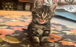 British Shorthair cats for sale: Three full tabby kittens and one black kitten - Image 3
