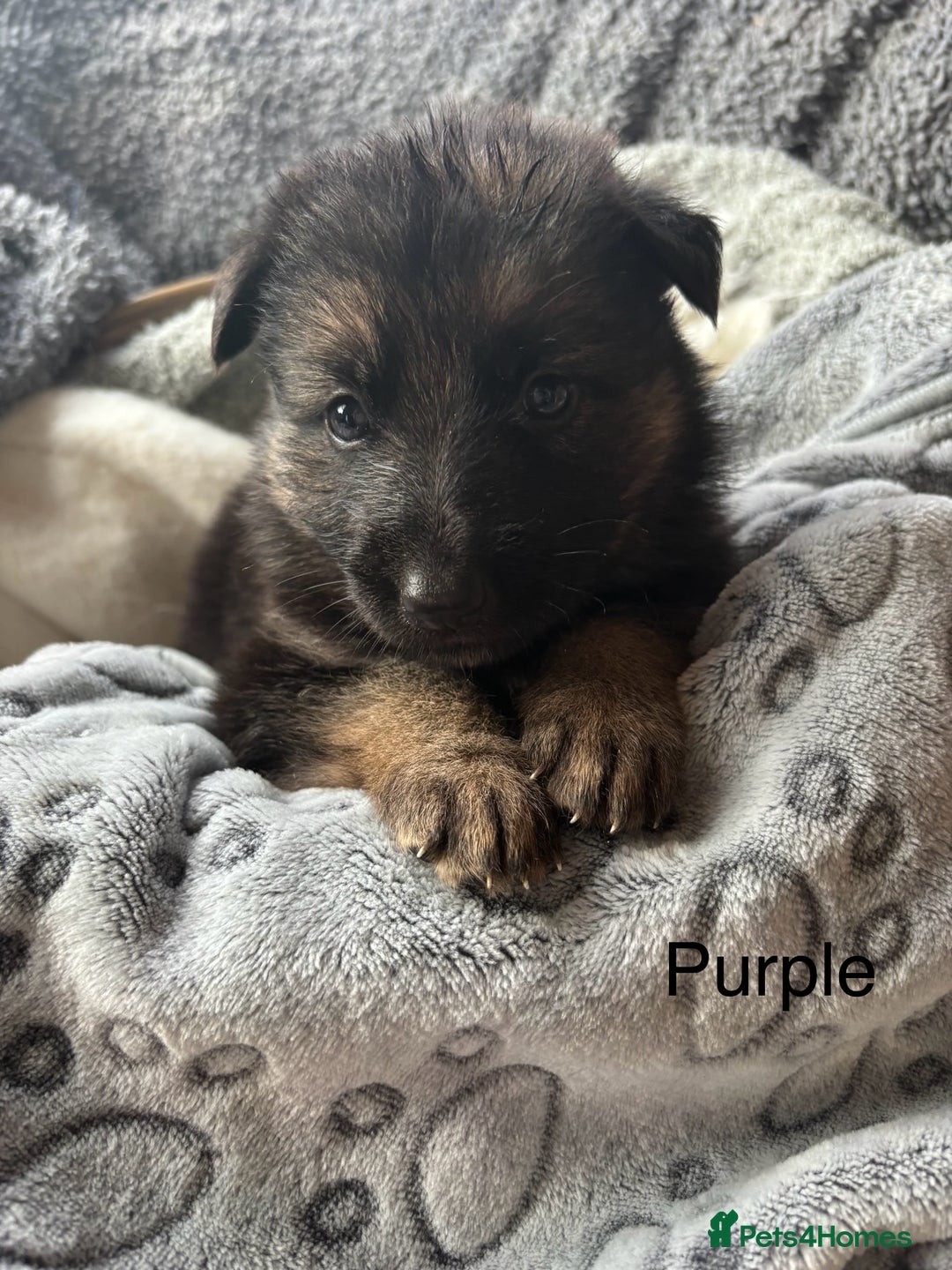 German Shepherd dogs for sale: KC REGISTERED GERMAN SHEPHERD PUPPIES FOR SALE - Image 5