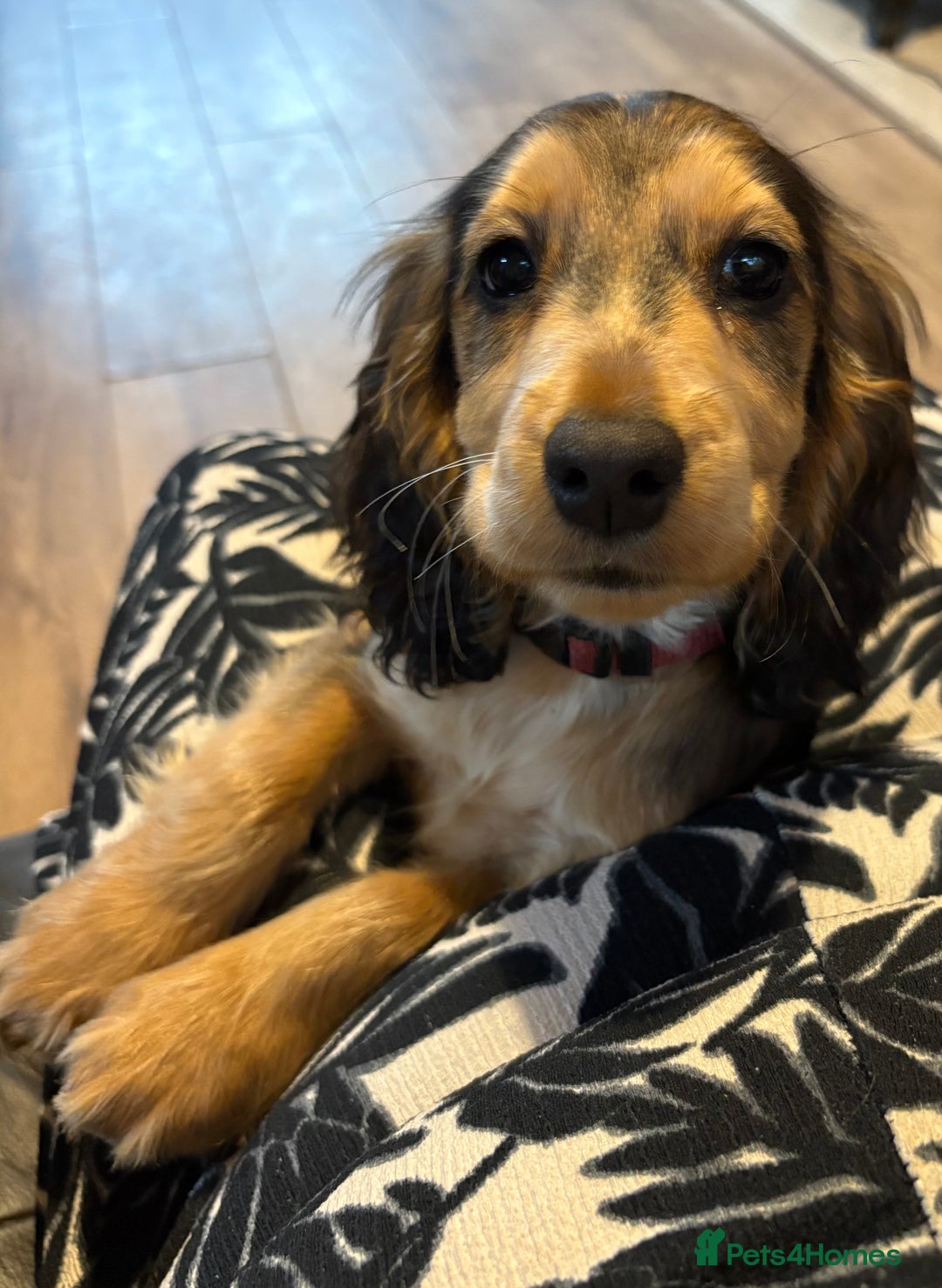 Cocker Spaniel dogs for sale: Show Cocker Spaniel female puppy - Advert 4