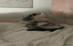 Maine Coon cats for sale: Maine Coon Male For Sale - TITAN - Advert 4