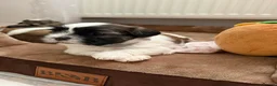Malshi dogs for sale: Malshi Puppies Looking for Their Forever Homes 🐾 - Advert 5