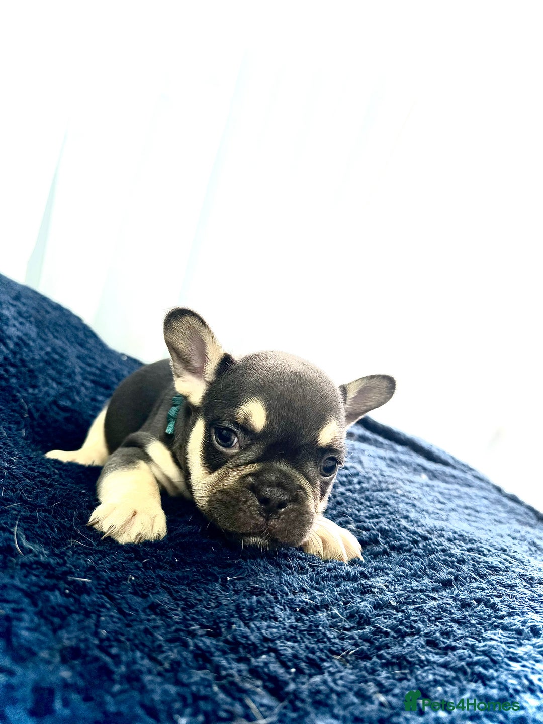 French Bulldog dogs for sale: KC Fluffy Carriers Isabella French Bulldogs puppy - Image 35