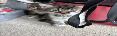 Tabby