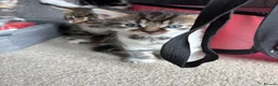 Mixed Breed cats for sale: 3 tabby 3 black and white - Advert 8
