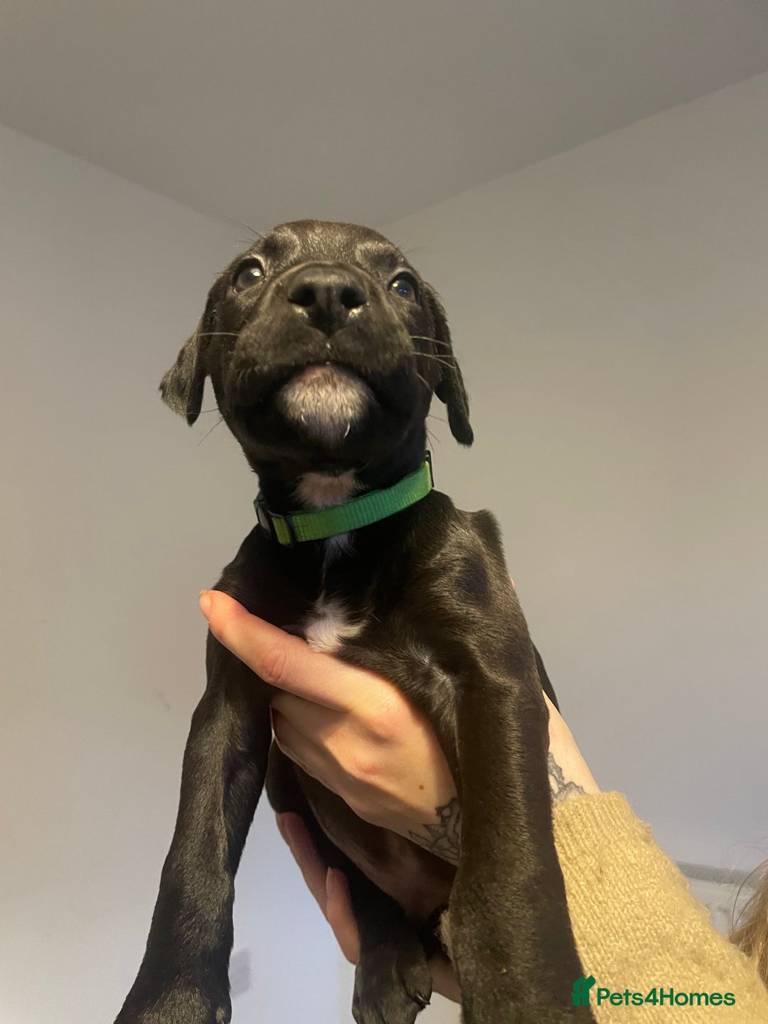 Mixed Breed dogs for sale: Doberman pups  - Advert 8