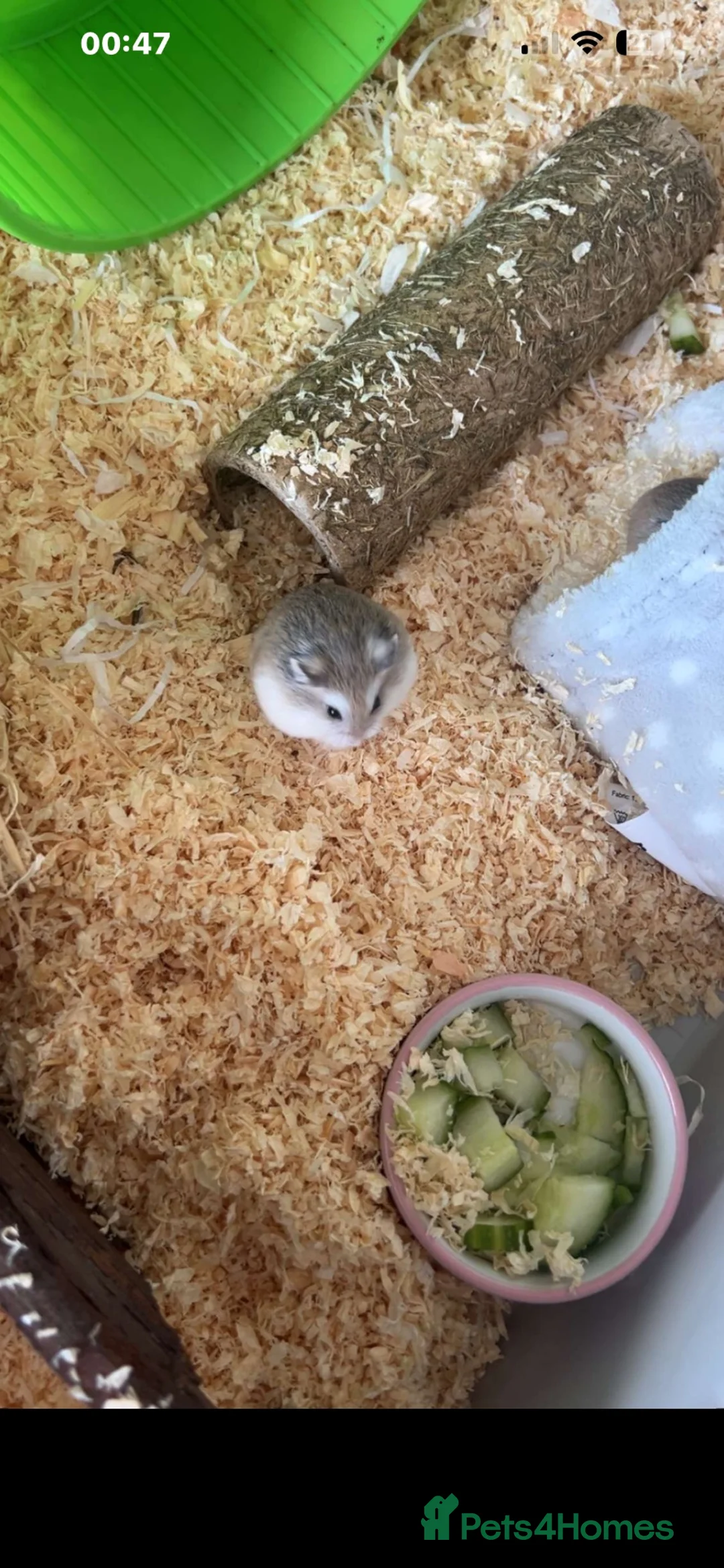 Hamster rodents for sale: 2 roborovski hamsters + set up  - Advert 2