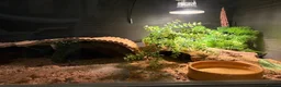 Leopard Gecko reptiles for sale: Beautiful Leopard Geko & Full set up - Advert 5