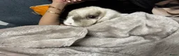 Mini Lop rabbits for sale: Nibbles  - Advert 7