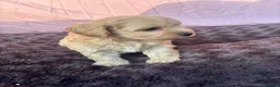 Maltipoo dogs for sale: Our Multipoo fur babies  in Ashford - Advert 7