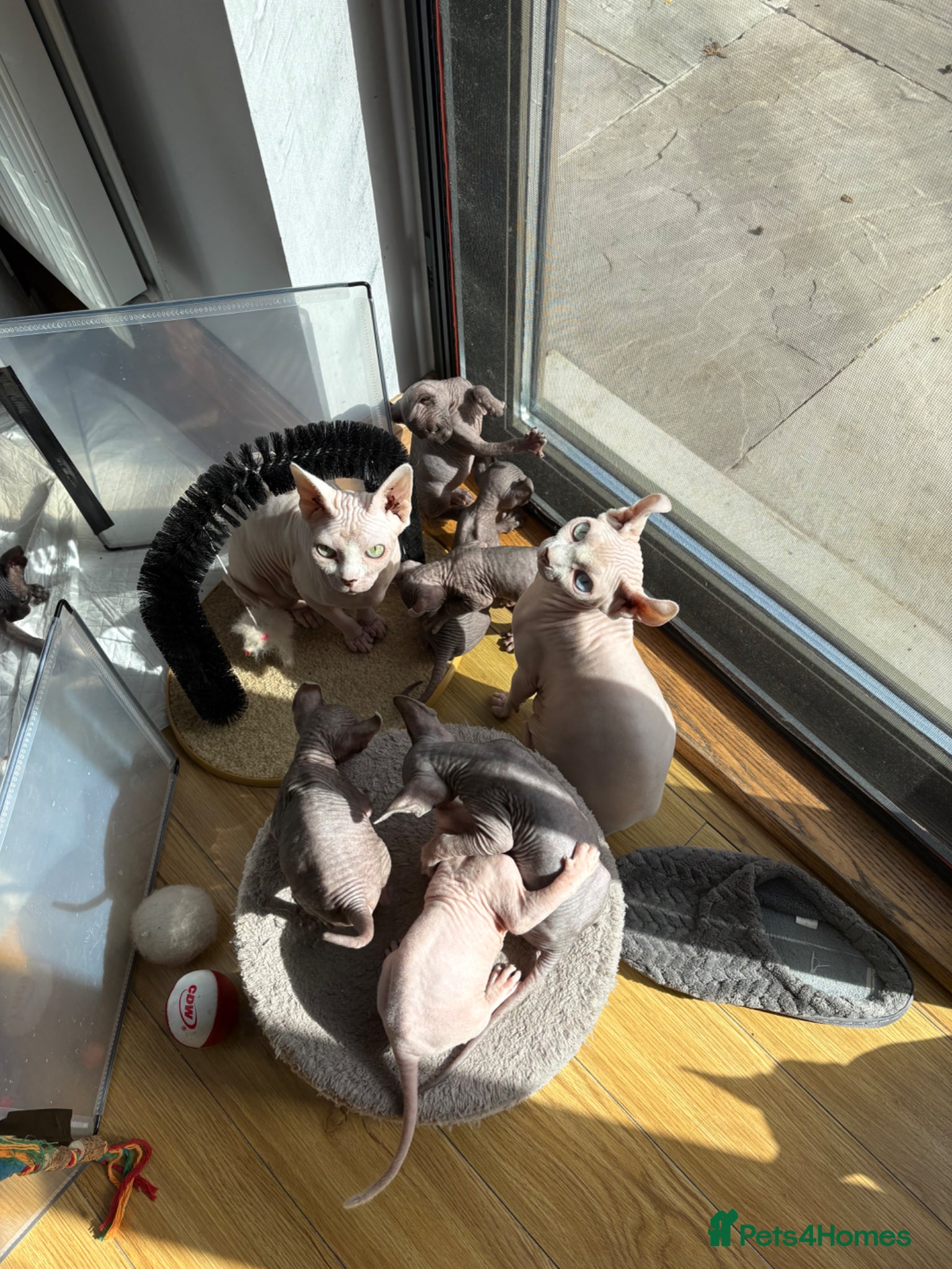 Sphynx cats 7 Beautiful sphynx kittens for sale🥹 - Advert 11