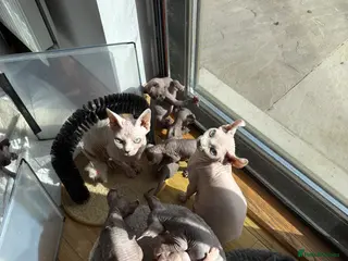 Sphynx cats Beautiful sphynx kittens for sale🥹 - Advert 4