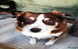 Border Collie dogs for stud: Leo the great!  - Image 1