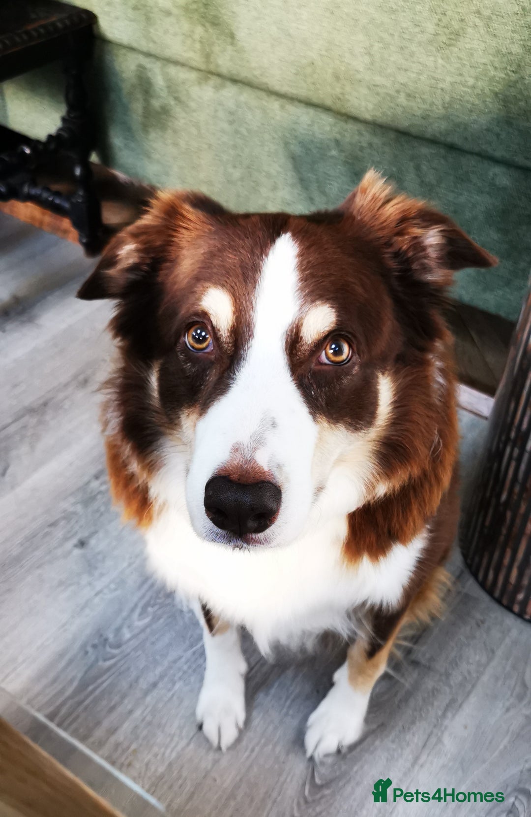 Border Collie dogs for stud: Leo the great!  - Image 1