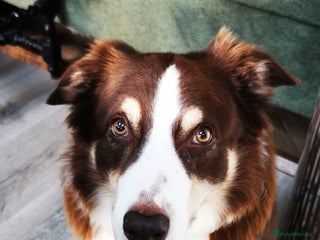 Border Collie dogs - Advert 4