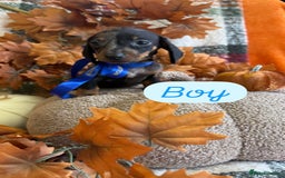 Dachshund dogs for sale: Beautiful dachshund puppies  - Image 12