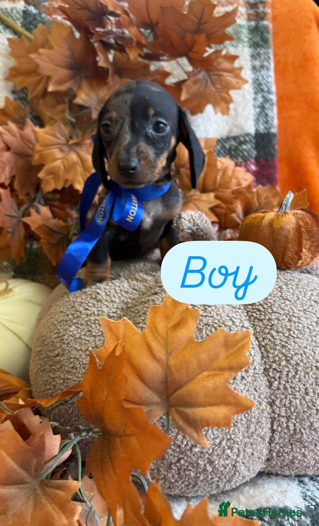 Dachshund dogs for sale: Beautiful dachshund puppies  - Image 12