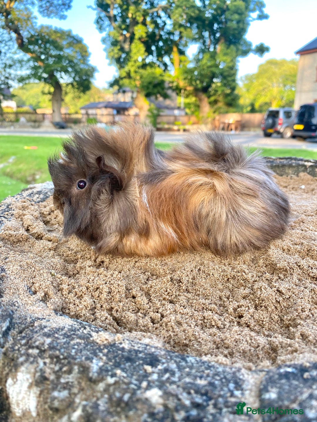 Guinea Pig rodents for sale: Long haired Guinea Pigs For Sale - Image 21