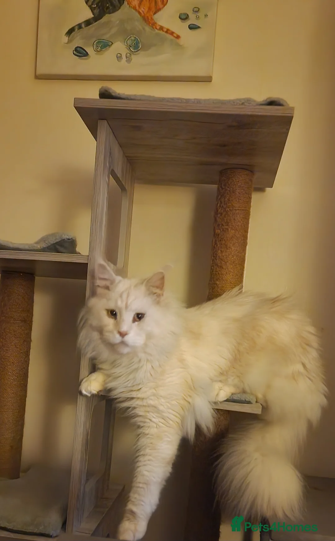 Maine Coon cats for sale: Beautiful retired stud Maine Coon  - Advert 3