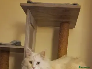 Maine Coon cats Beautiful retired stud Maine Coon - Advert 5