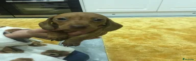Miniature Dachshund 3