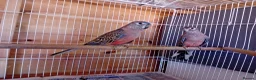 Parrots birds for sale: Bourkes  in Barnsley - Advert 2