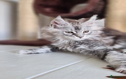 Maine Coon cats for sale: PEDIGREE MAINE COON KITTENS 5 BOYS - Image 36