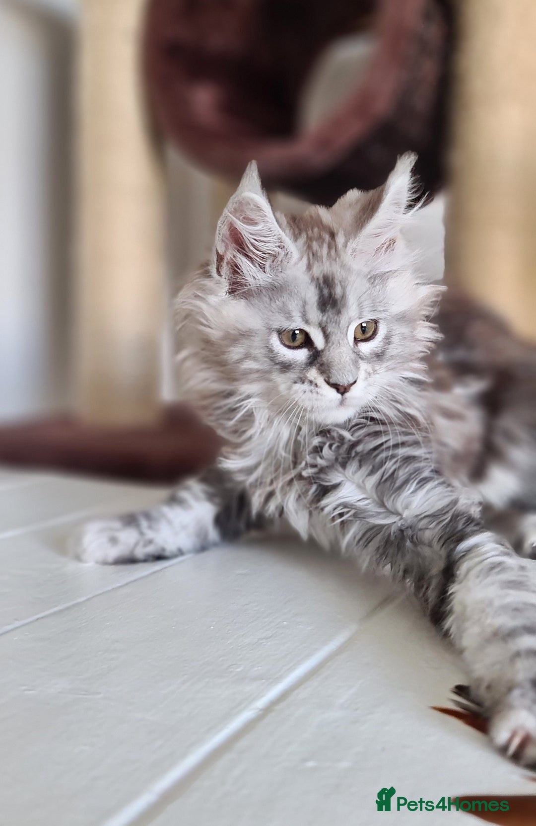 Maine Coon cats for sale: PEDIGREE MAINE COON KITTENS 5 BOYS - Image 36