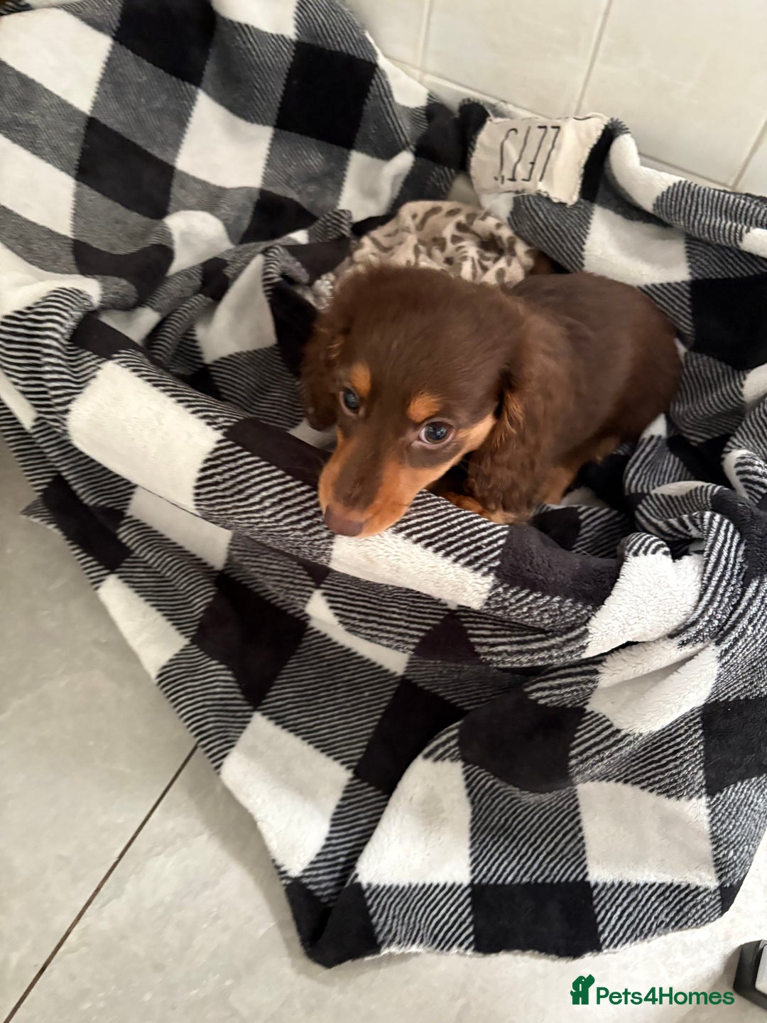 Miniature Dachshund dogs for sale: Last little long haired chocolate boy pup - Advert 19