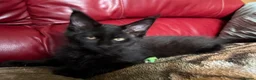 Maine Coon cats for sale: Gccf registered Maine coon kittens - Advert 6