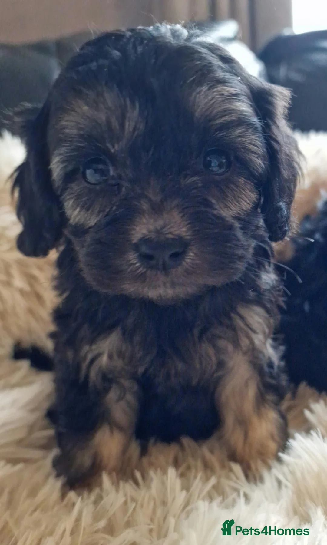 Cavapoo dogs for sale: Stunning Black and Tan Cavapoo puppies - Advert 1