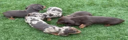 Miniature Dachshund dogs for sale: Ready now Kc-registered PRA-clear mini dachshund  - Advert 4