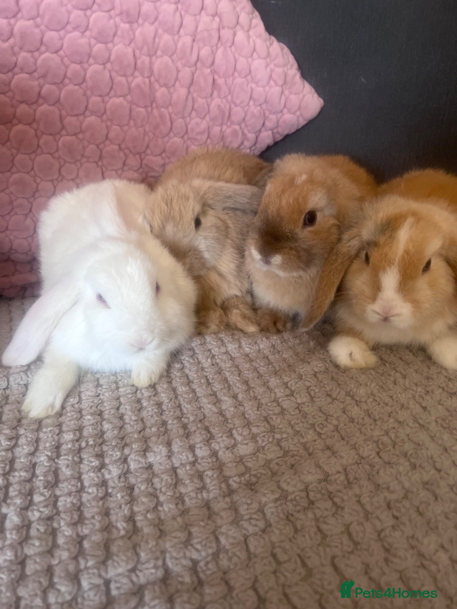 Mini Lop rabbits Mini Lop Rabbits for sale  - Advert 2