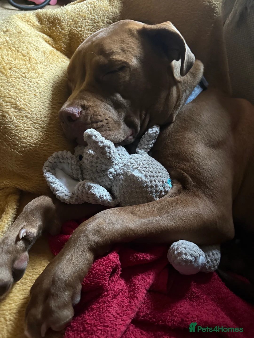 Mixed Breed dogs for sale: Sweetest girl looking for her forever home  - Advert 5