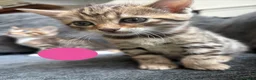 Bengal cats for sale: Beautiful Bengal Cross Kittens - Advert 14