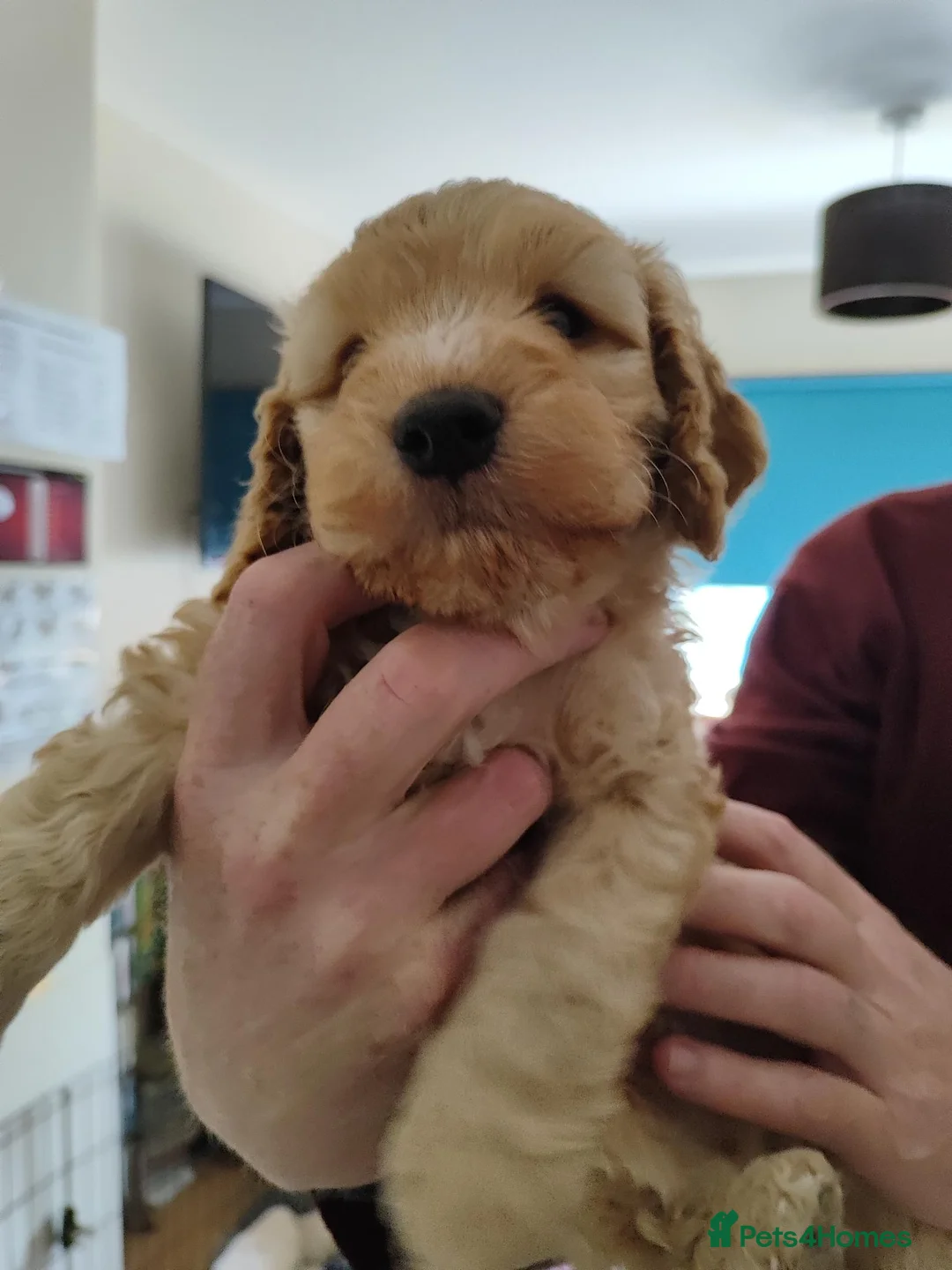 Cockapoo dogs for sale: Cockapoo Puppy, Midlothian - Advert 10