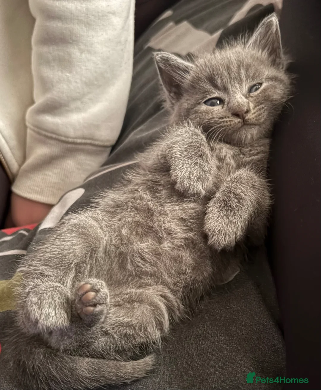 Mixed Breed cats for sale: Playful female Kittens - Advert 10