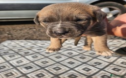 Mixed Breed dogs for sale: Belgian malinois/ border collie  - Image 13