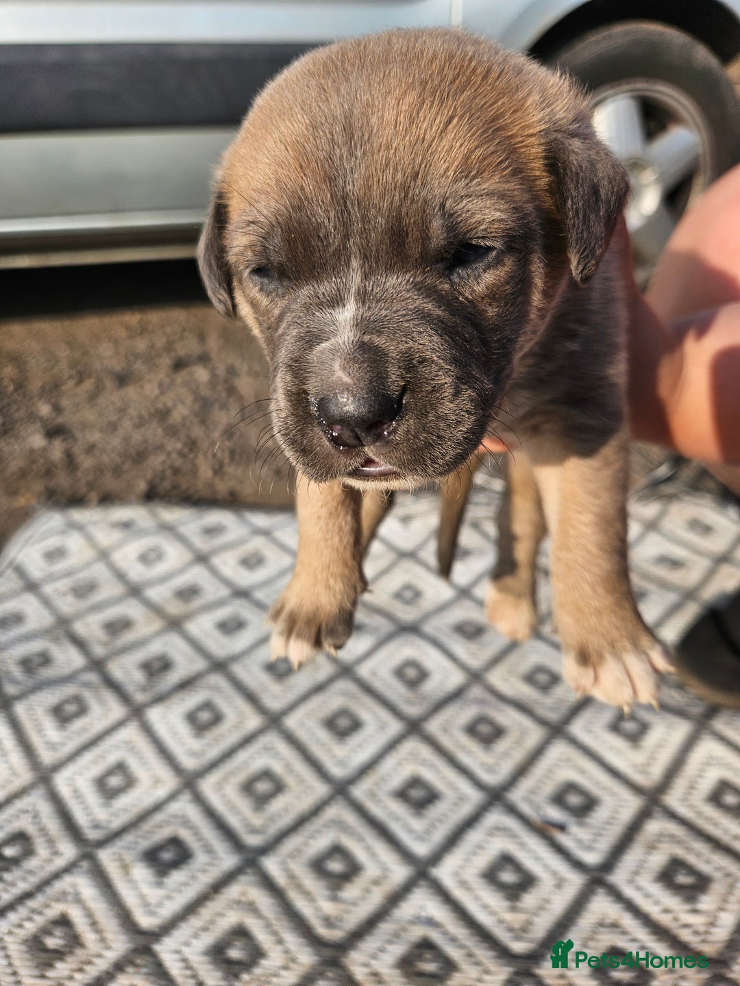Mixed Breed dogs for sale: Belgian malinois/ border collie  - Image 13