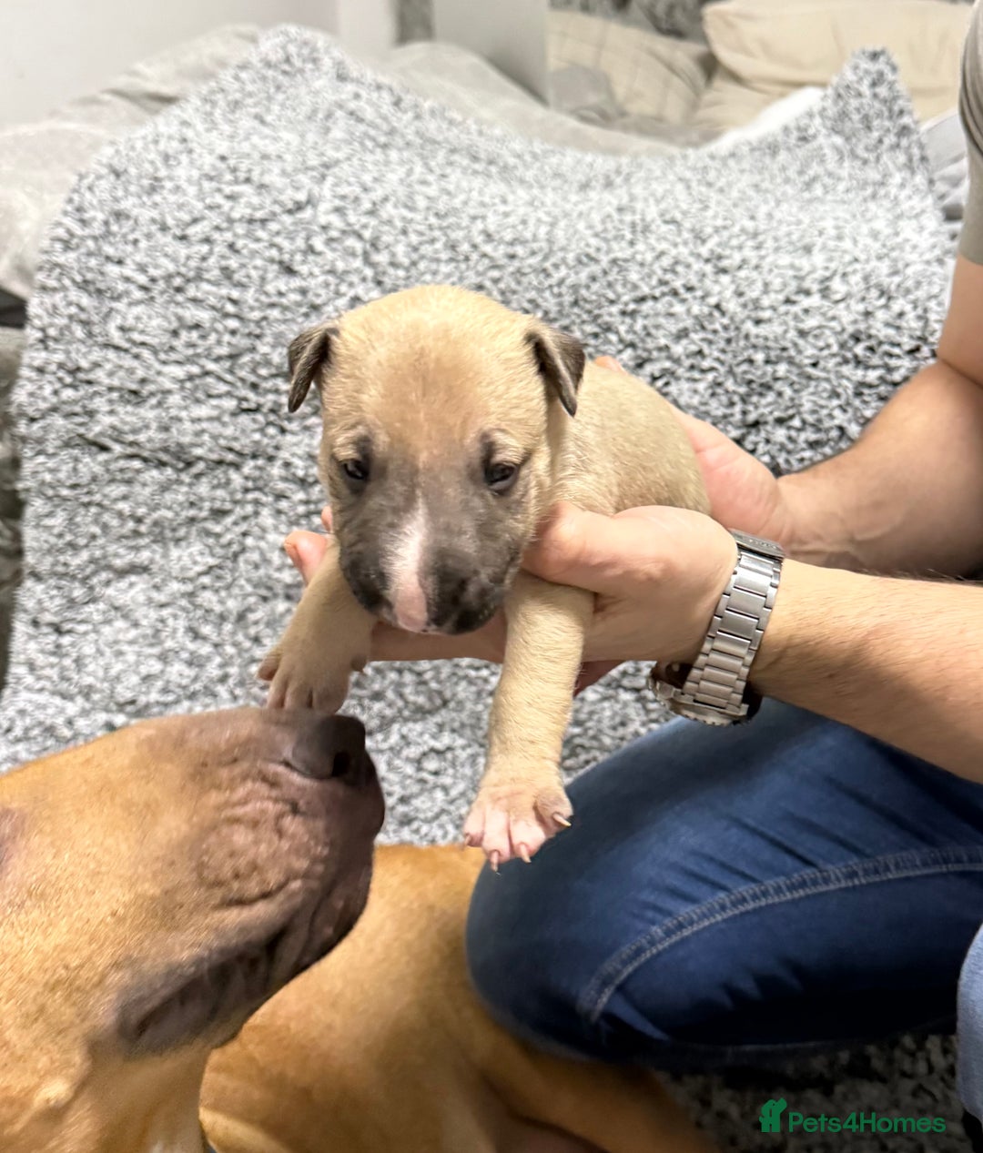 English Bull Terrier dogs for sale: KS-registered English Bull Terrier Puppies  - Advert 9